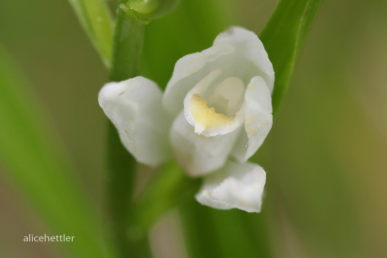 Schwertblättriges Waldvögelein (Cephalanthera longifolia)